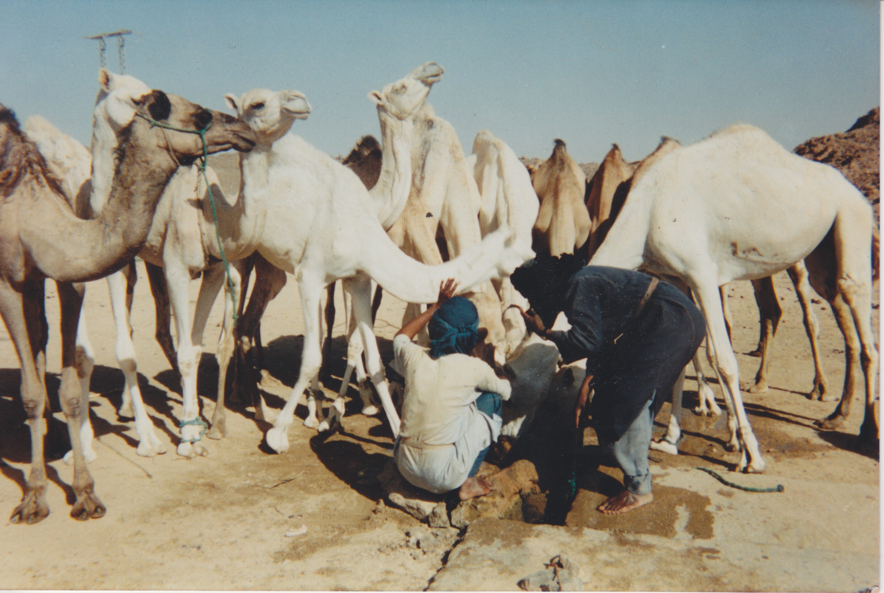 Enjeu de l’eau au grand Sahara