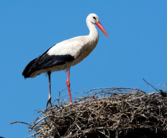 La cigogne et la mémoire